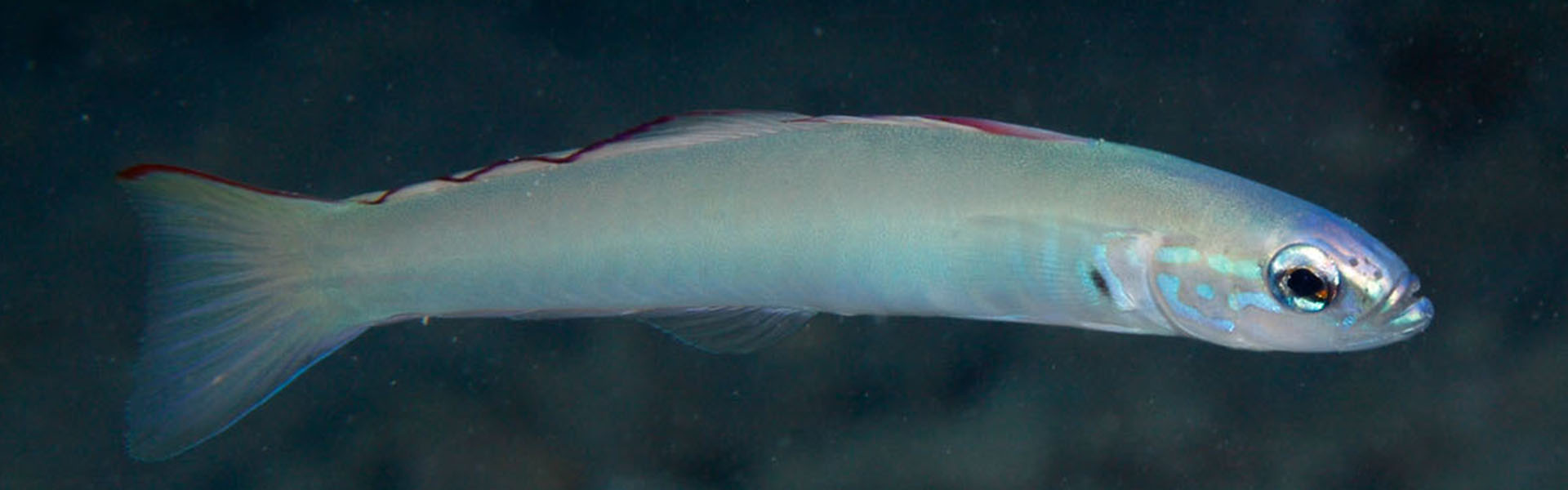 The Smallscale Dartfish